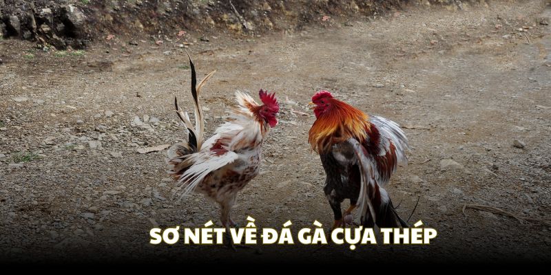 Sơ nét dễ hiểu về chọi gà cựa thép