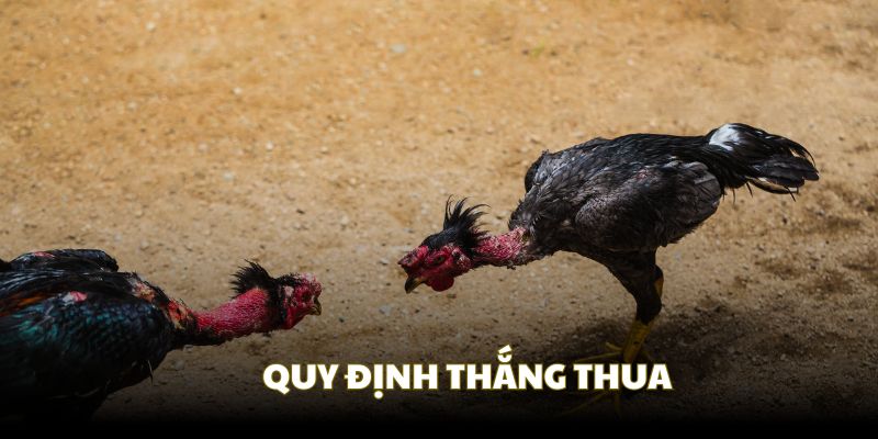Quy định thắng thua của một trận đấu đá gà cựa sắt