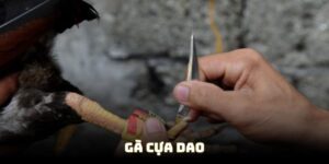 ga cua dao dai dien