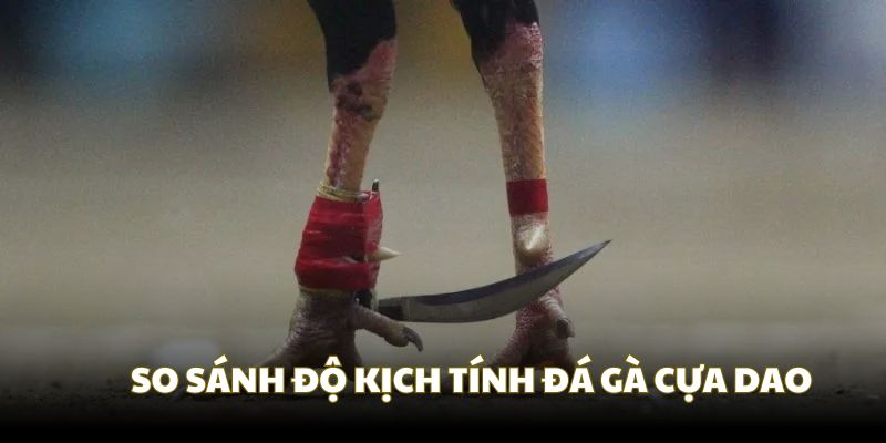 So sánh độ hấp dẫn của hai hình thức chọi gà phổ biến So sánh độ hấp dẫn của hai hình thức chọi gà phổ biến