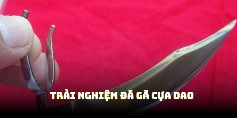 Trải nghiệm sức hấp dẫn từ đá gà cựa dao Trải nghiệm sức hấp dẫn từ đá gà cựa dao