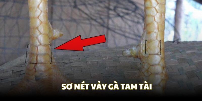 Khai thác chung về chiến kê sở hữu vảy Tam Tài